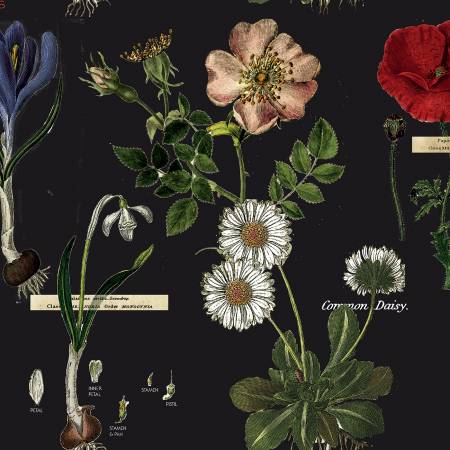 Fabric BOTANICALS BLACK by Janet Wecker-Frisch from the Art Journal Collection from Riley Blake Designs, CD13038 Black