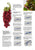 Pattern FRUIT OF THE VINE by Maria Rita Faleri for Inspiration Studios, Featuring Knotting